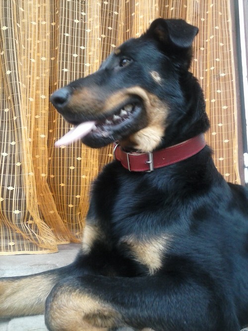 Beauceron